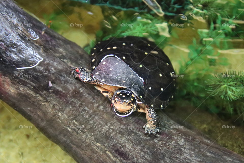 Spotted turtle, northern Ohio, USA