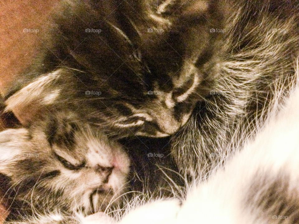Kittens playing 