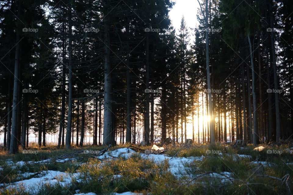 Wood, Tree, Nature, Dawn, Fog