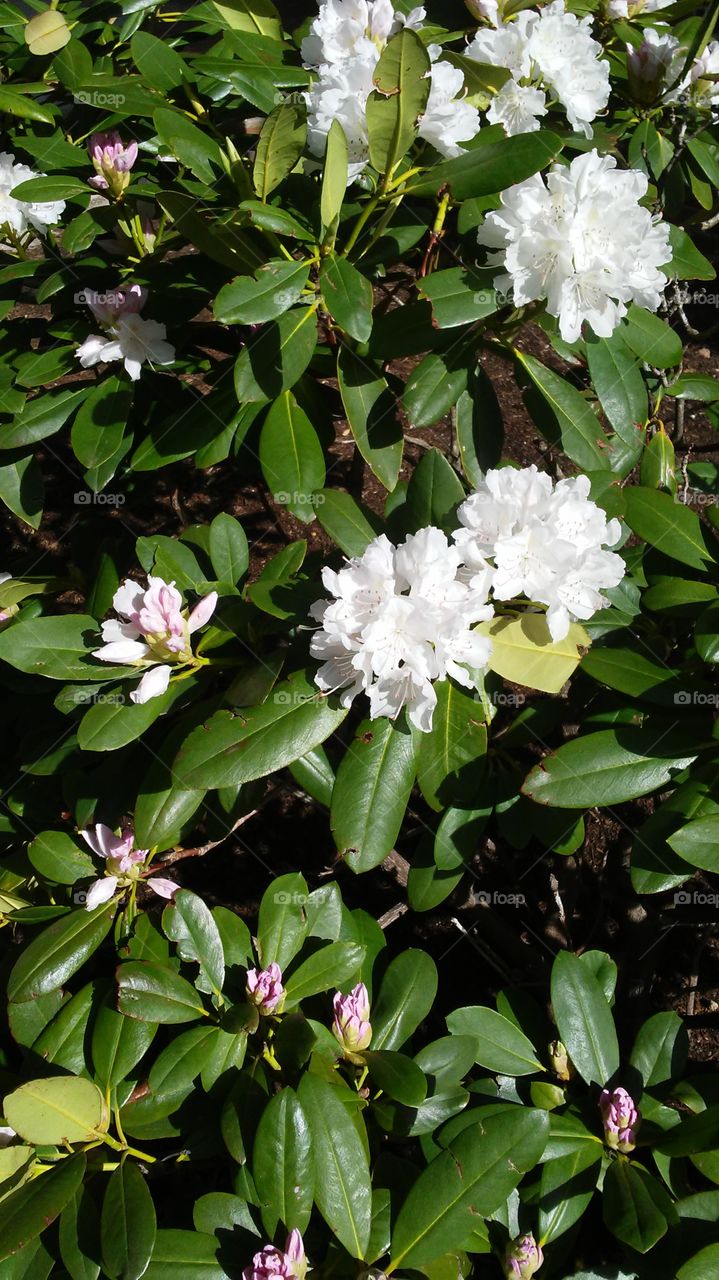 spring. flowers. beauty