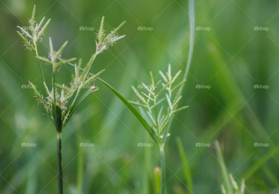 Nature Macro Shot