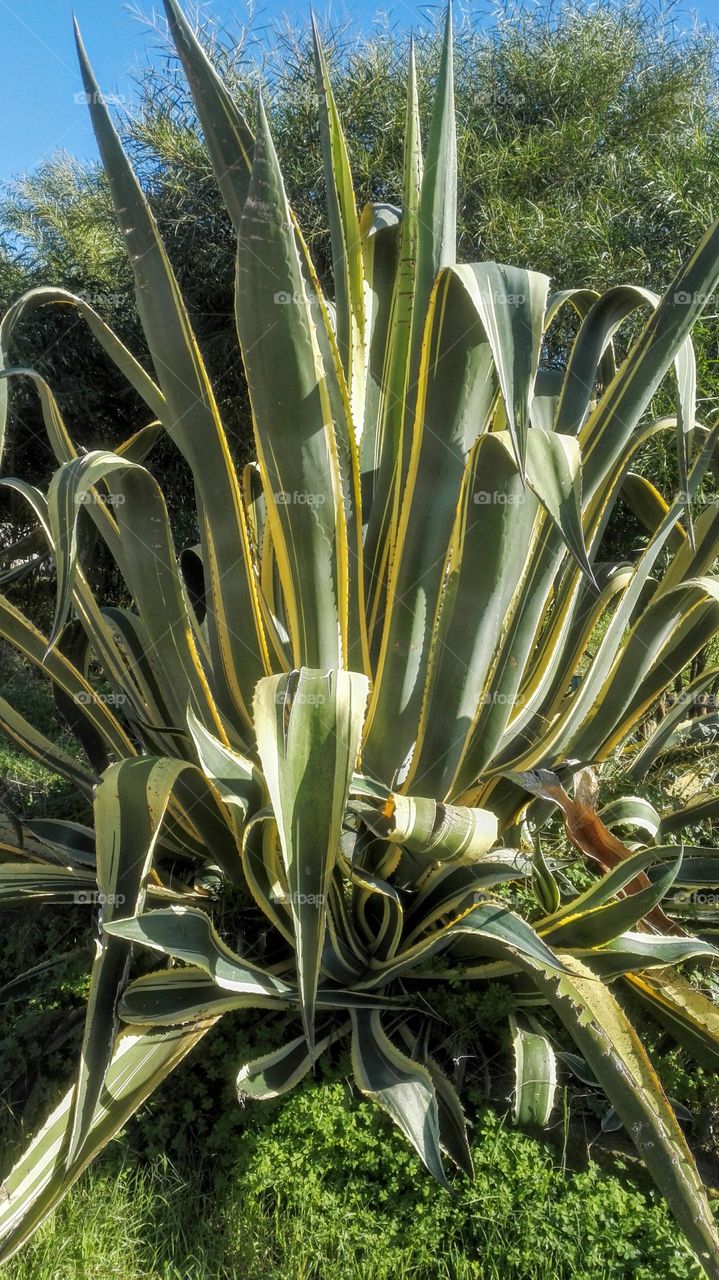 Agave