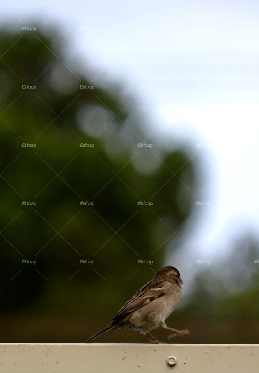 Lone Sparrow perched on a fence blurred d background 