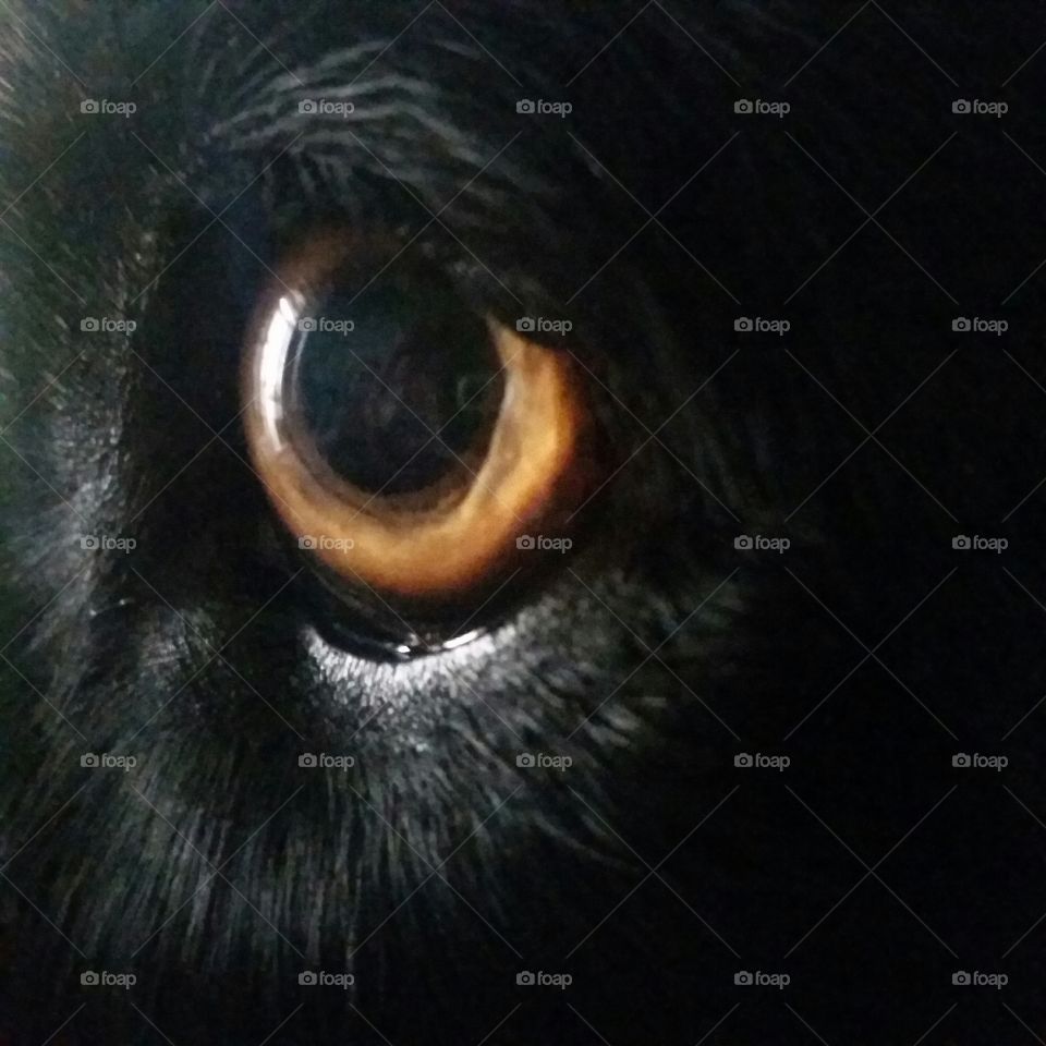 my dog eye