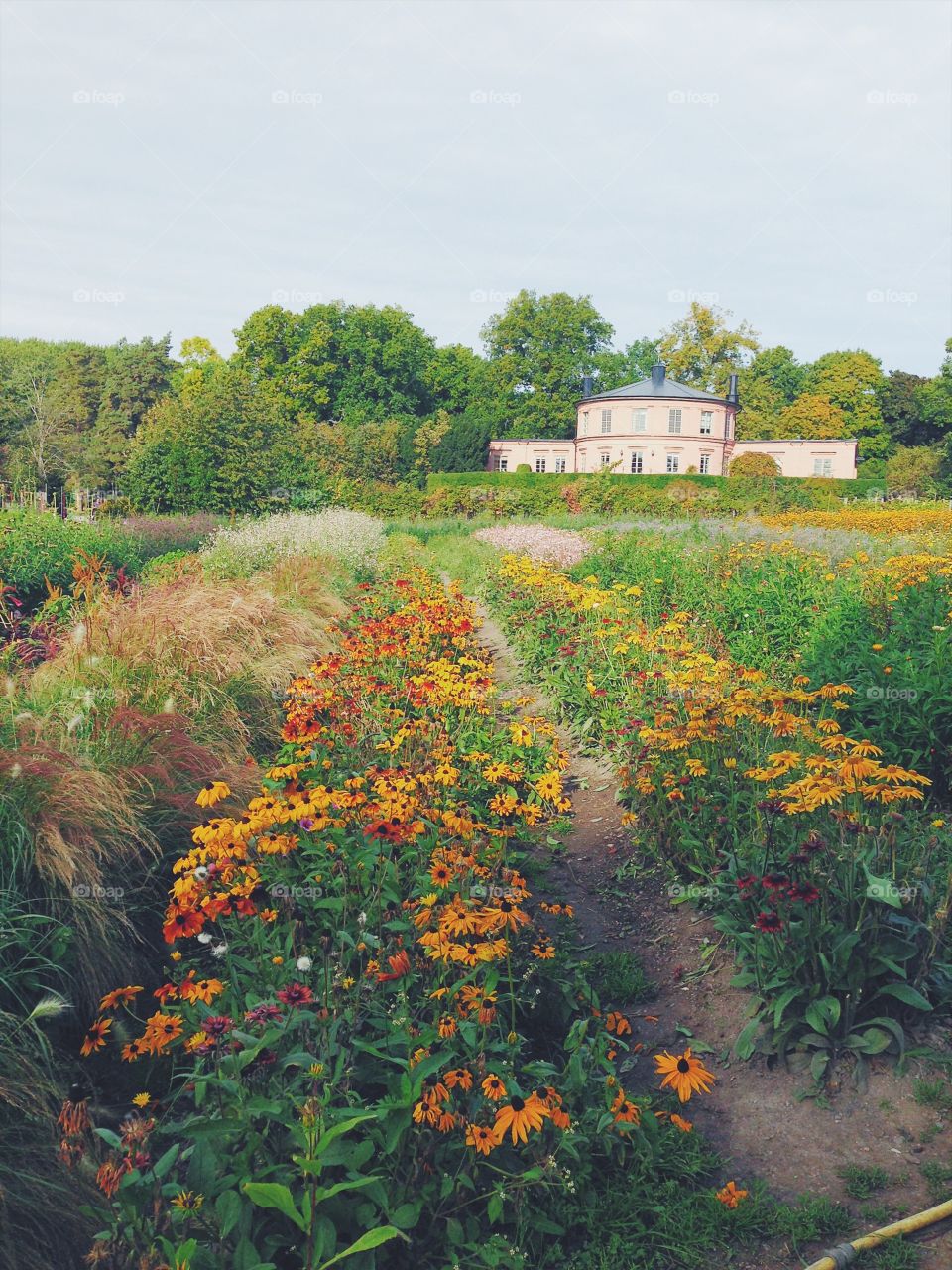 flower fields at rosendal stockholm