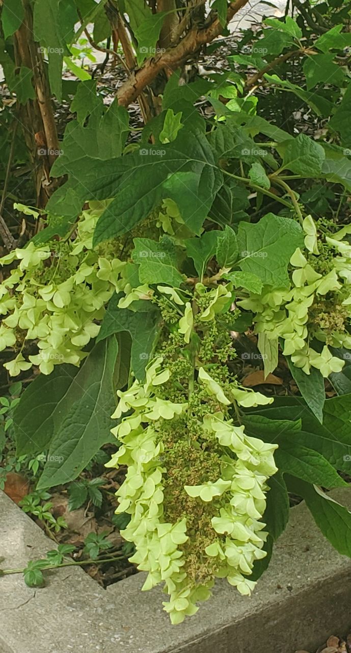 Oakland Hydrangeas