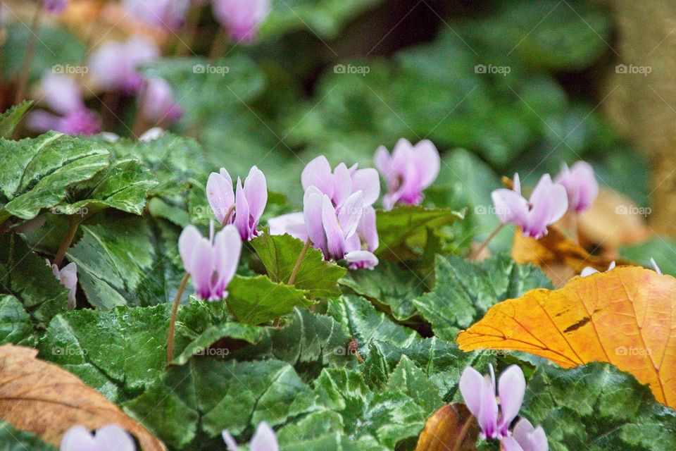 purple crocus flowers in spring