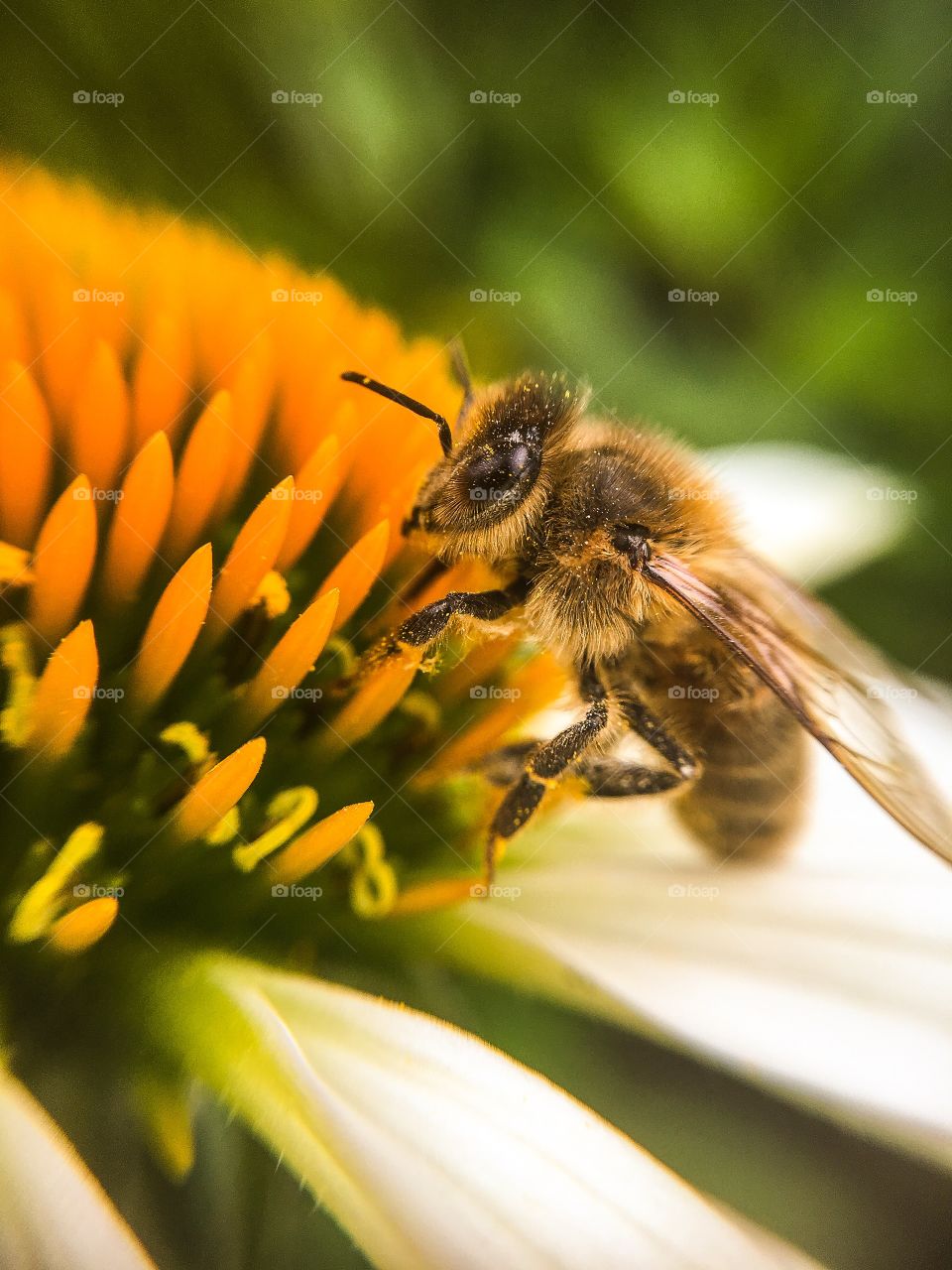 Macro shot of honey bee on flower