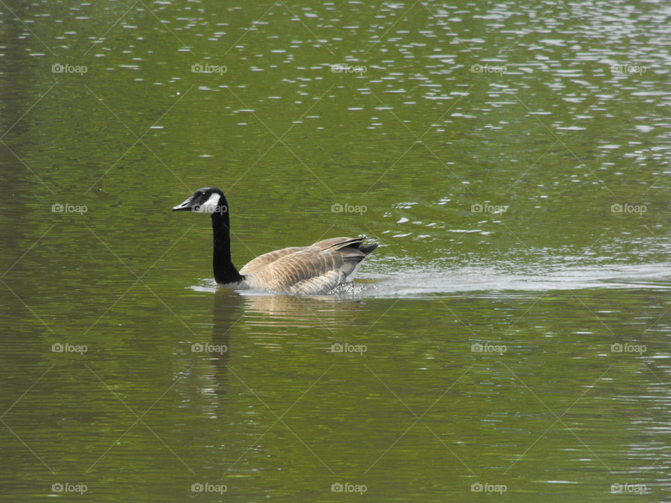 Goose gliding in the lake
