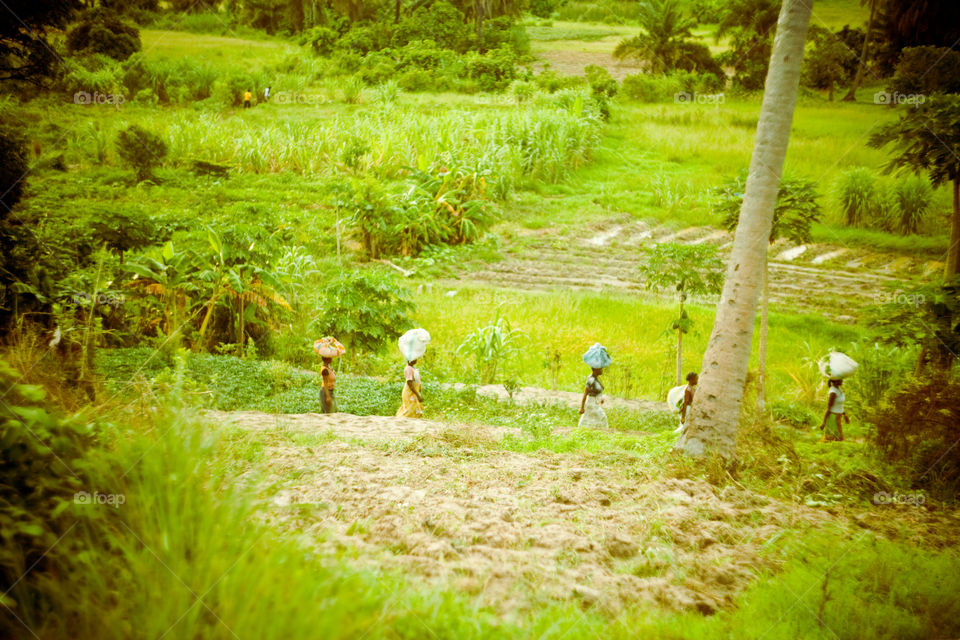 going home from the rice field