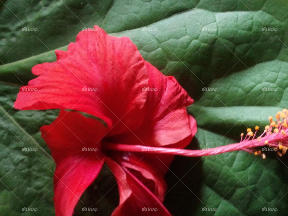 beautiful red flower object