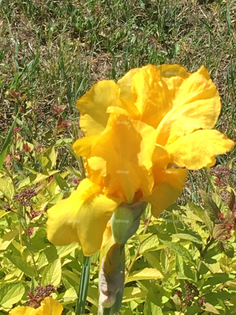 Yellow flower