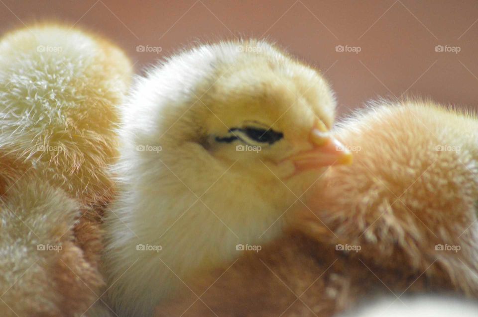 chick