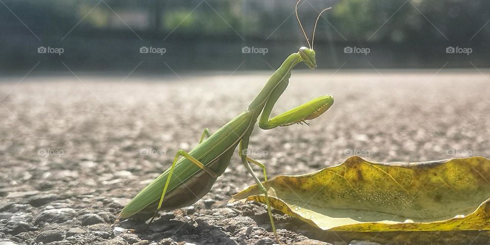 Mantis