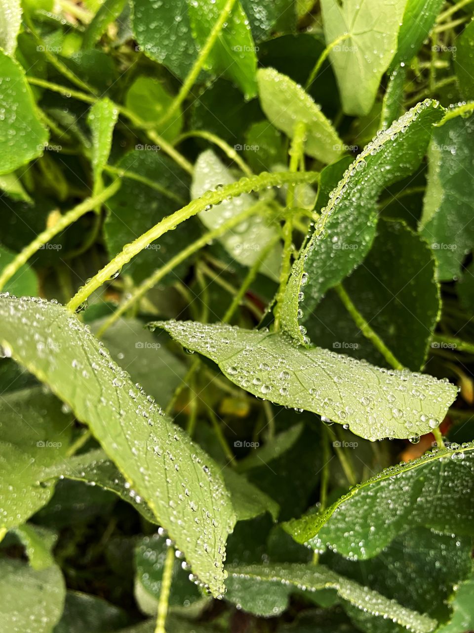 Clover patch covers leaf rainfall green raindrops waterdrops droplets wet water rain drop outside nature outdoors elements dew dewdrops plant plants leafs Grass splashes phone photography