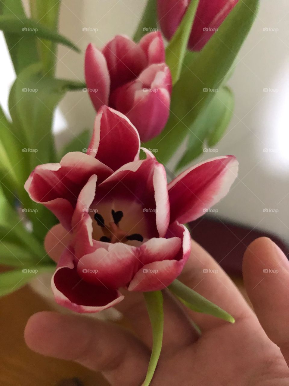 Tulips!
