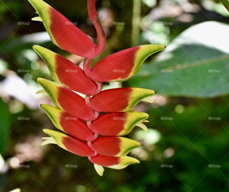 Lobster claw plant (Heliconia rostrata) has large, brightly hued bracts that cluster up a stem. Heliconia lobster claw is also called parrot flower.