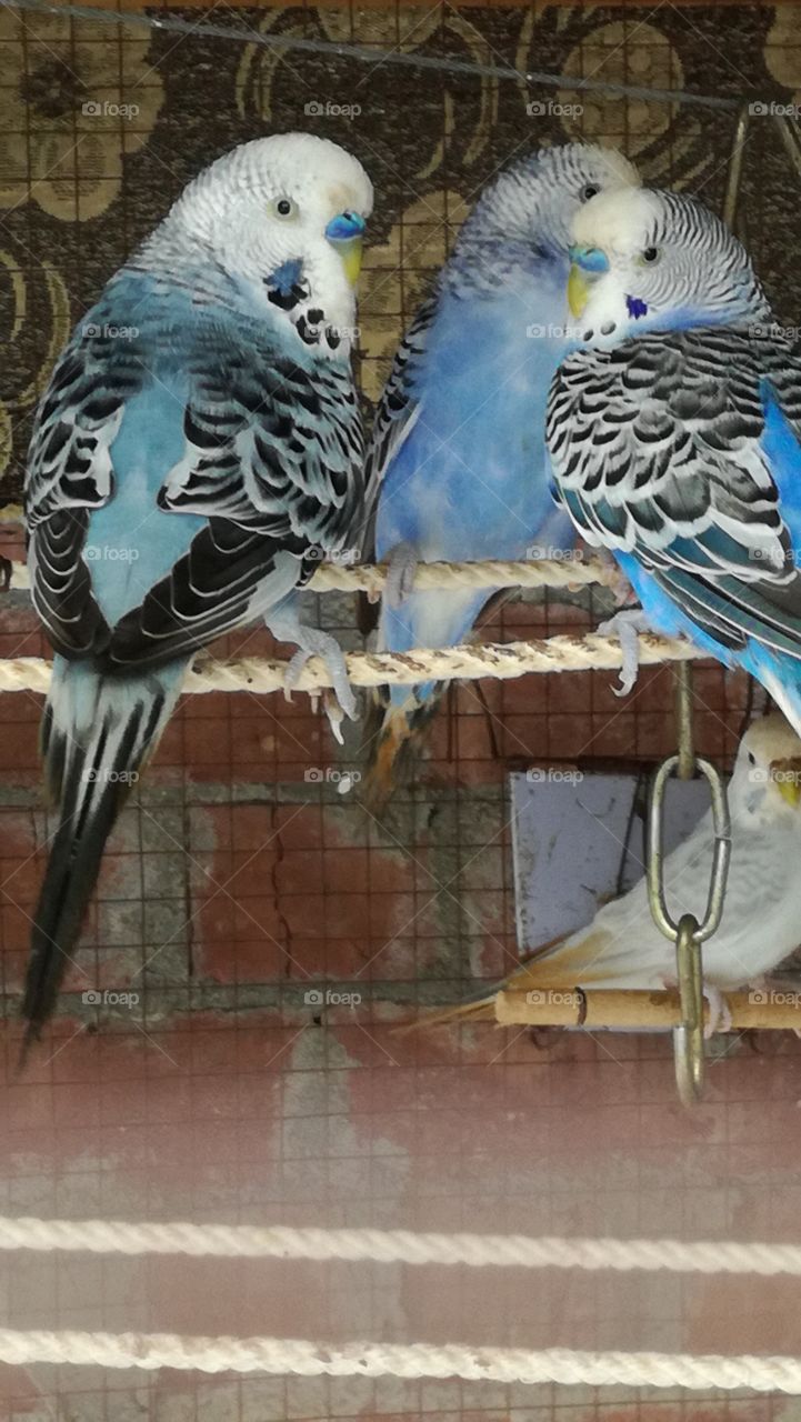 bird meeting do not disturb