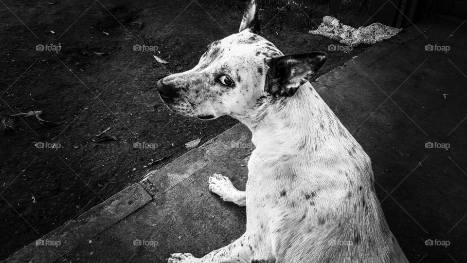 Cão olhando desconfiado.