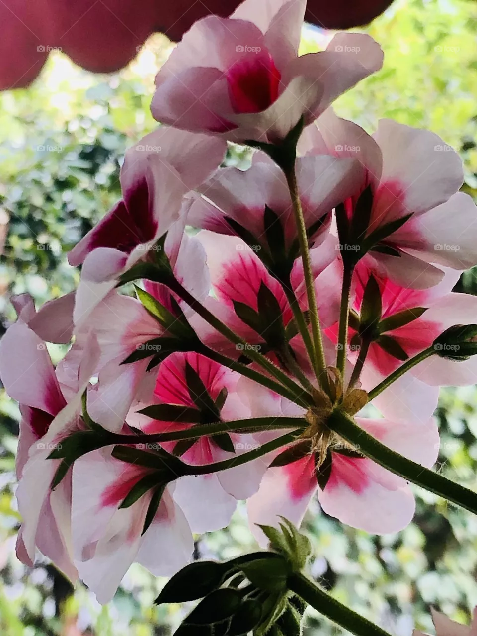 Fiori 