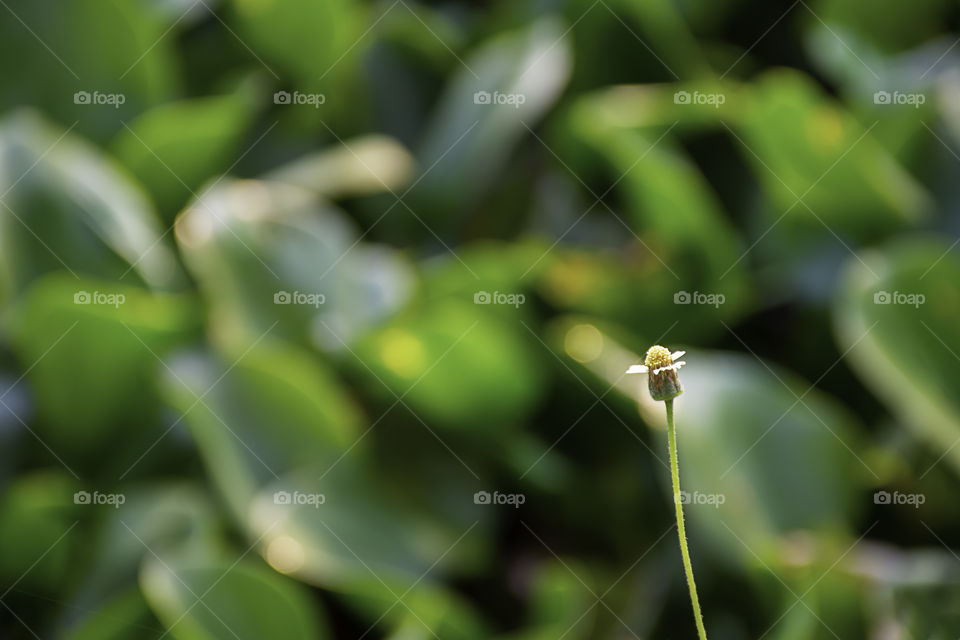 Beauty of the Bidens pilosa flowers background green Eichhornia crassipes.