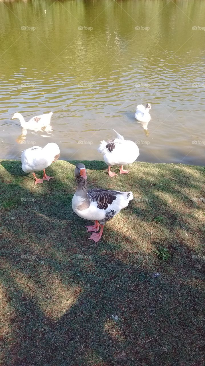 O lago do Jardim Botânico cheio de patos, patinhos e toda a patada! Ah, tem gansos também por aqui.