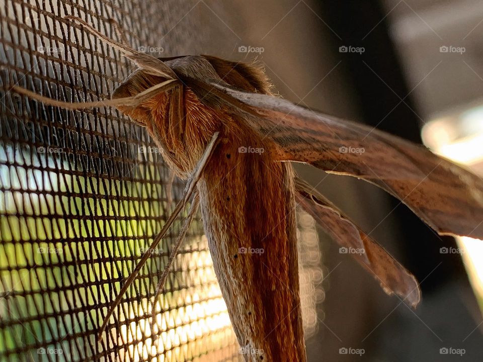 Tersa Sphinx Moth Amazing Creature Hanging Out Inside The Screen Enclosure In The End Of The Day