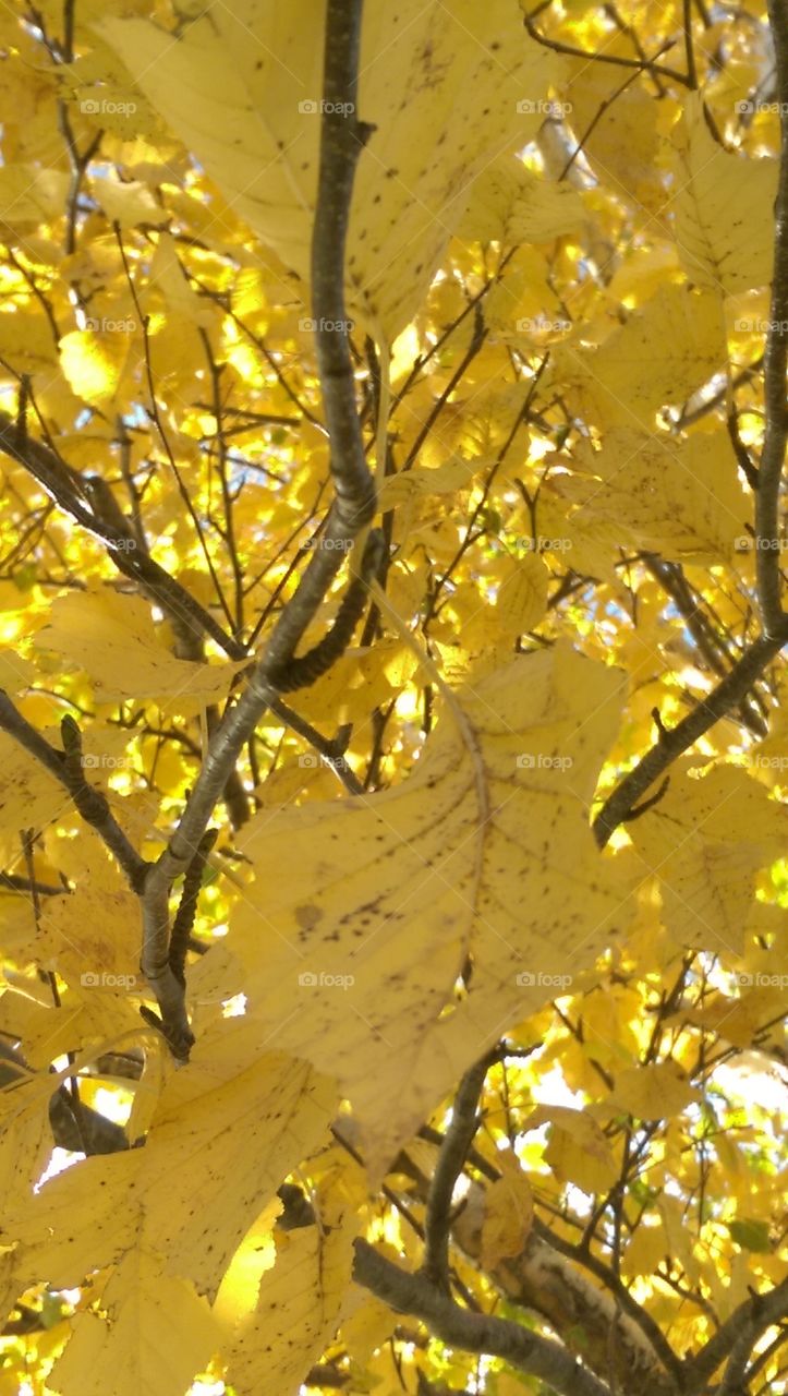 beautiful fall leaves on a nice cool day