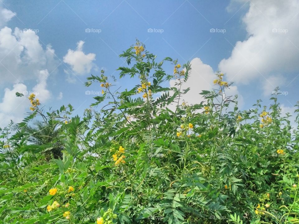 Flowering plants in the garden.