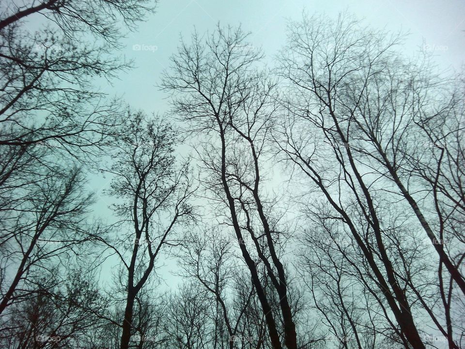 Tree, Wood, Weather, Fog, Branch