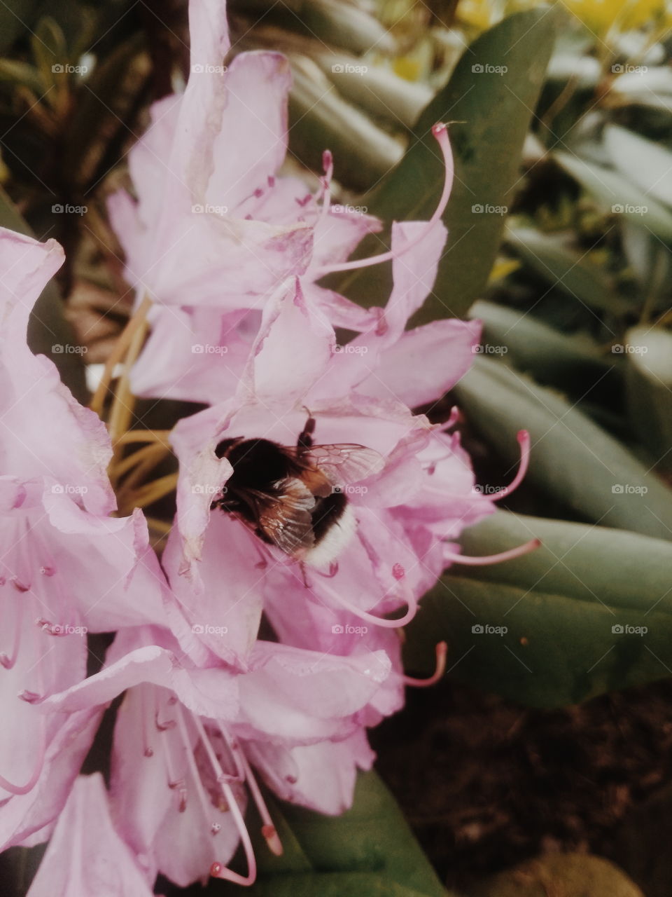 Bee & Rhododendron