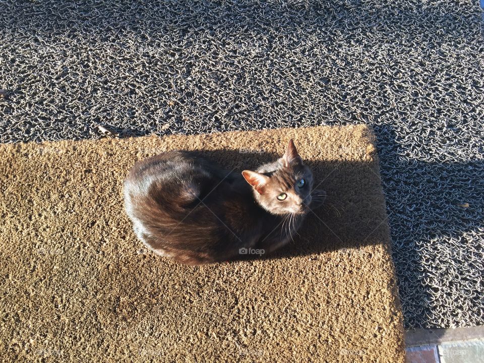 Cat, Beach, Sand, Animal, Nature