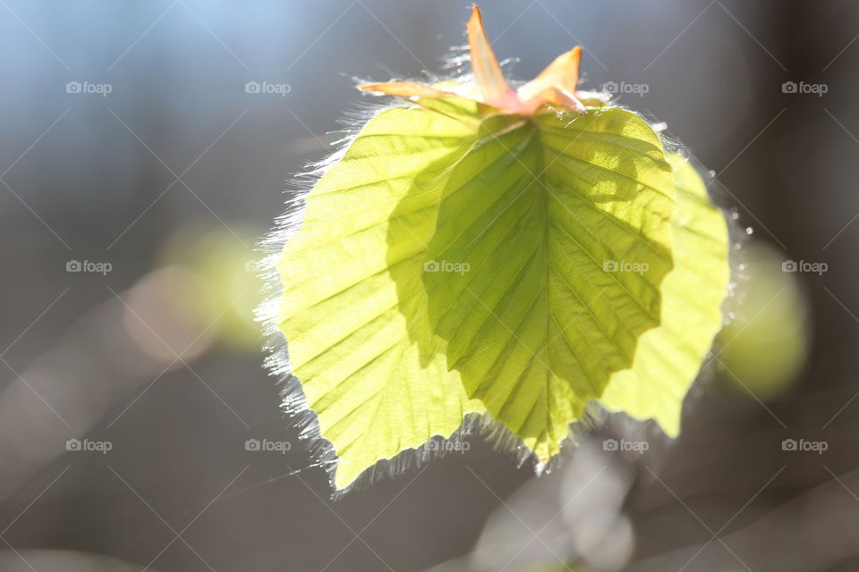Leaf reflecting in other leaf