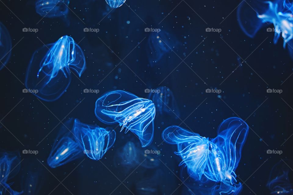 Jellyfish 