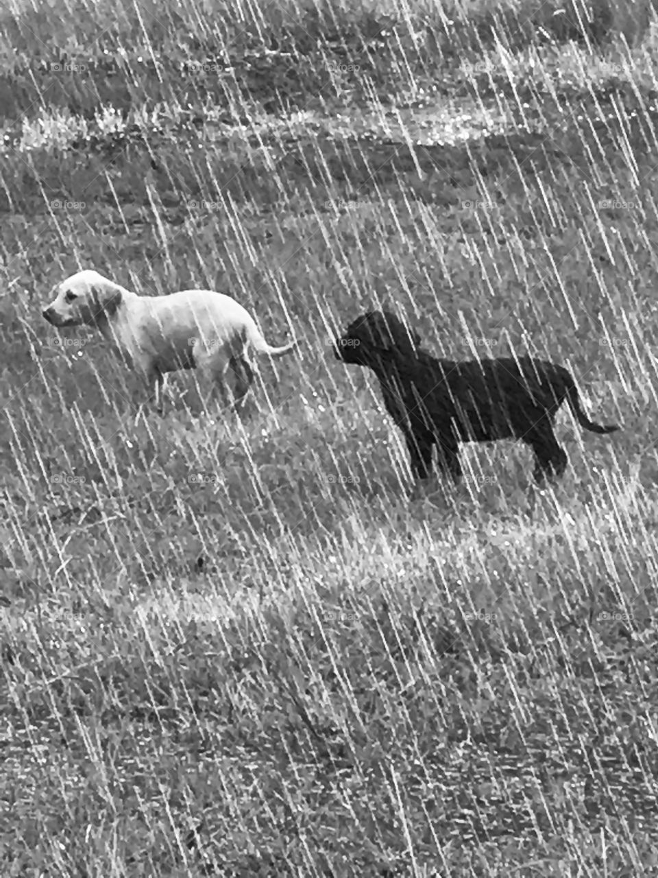 Two puppies confused in the rain in the woods of South Georgia. 