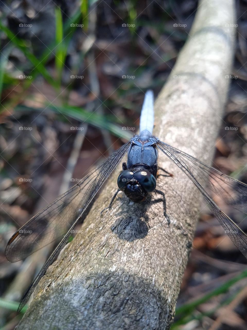 Blue dragonfly