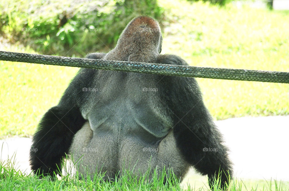 zoo ape gorilla silverback by militantrubberducky