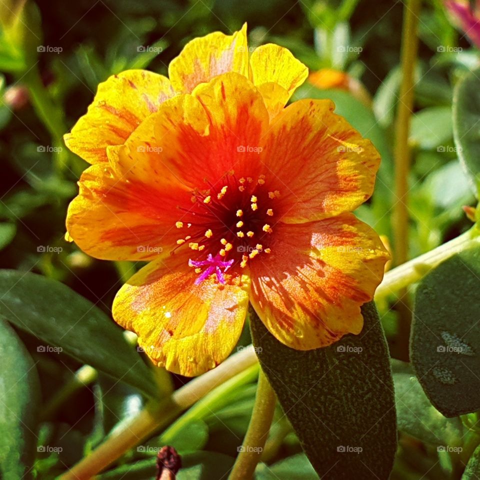 Portulaca oleracea