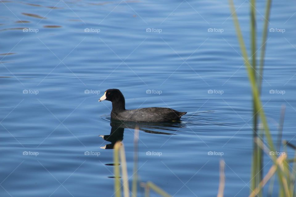 American Coot in the Water