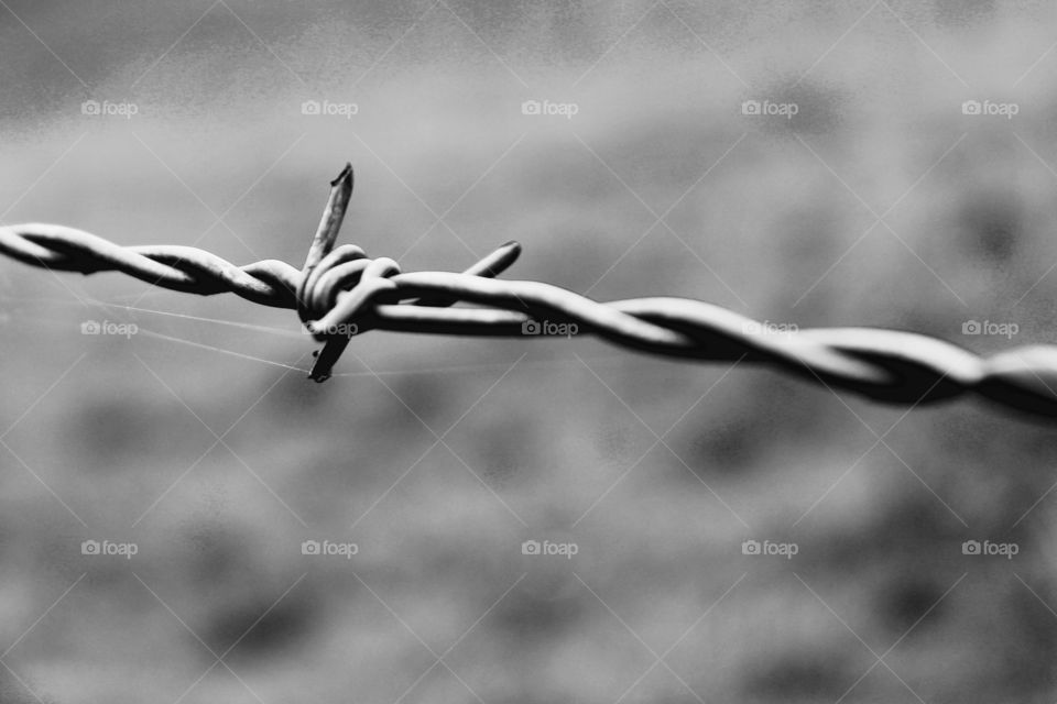 Barbed wire 1