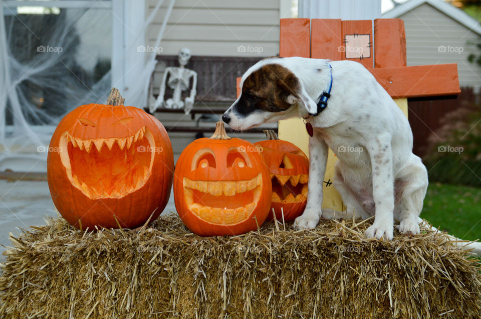 Mixed breed puppy on a bale of straw smelling a jack-o'-lantern pumpkin on Halloween