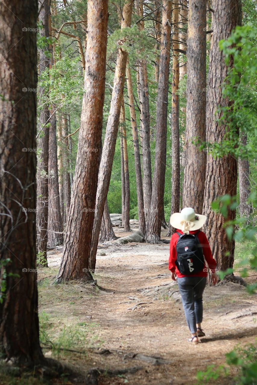 tourist with a backpack walks through a beautiful pine forest