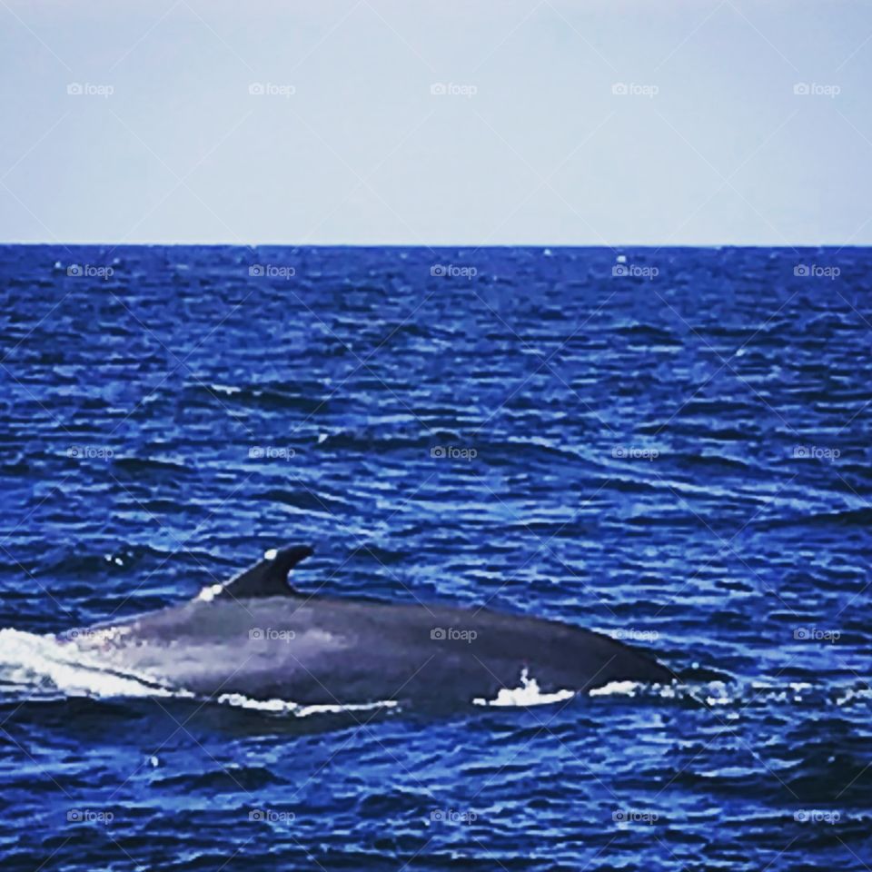 Whale Watching, Cape Cod