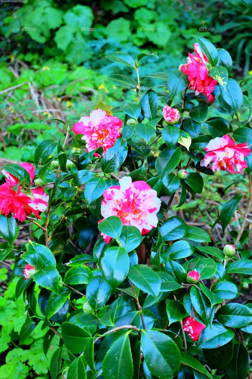 Red and white rhododendrons