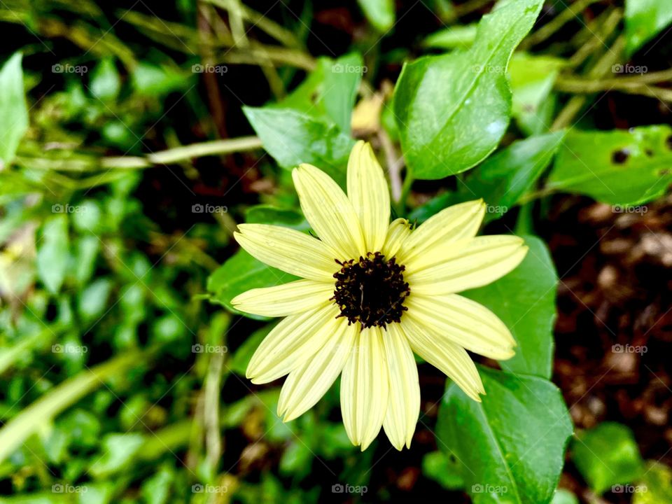 Yellow flower off a hiking path 