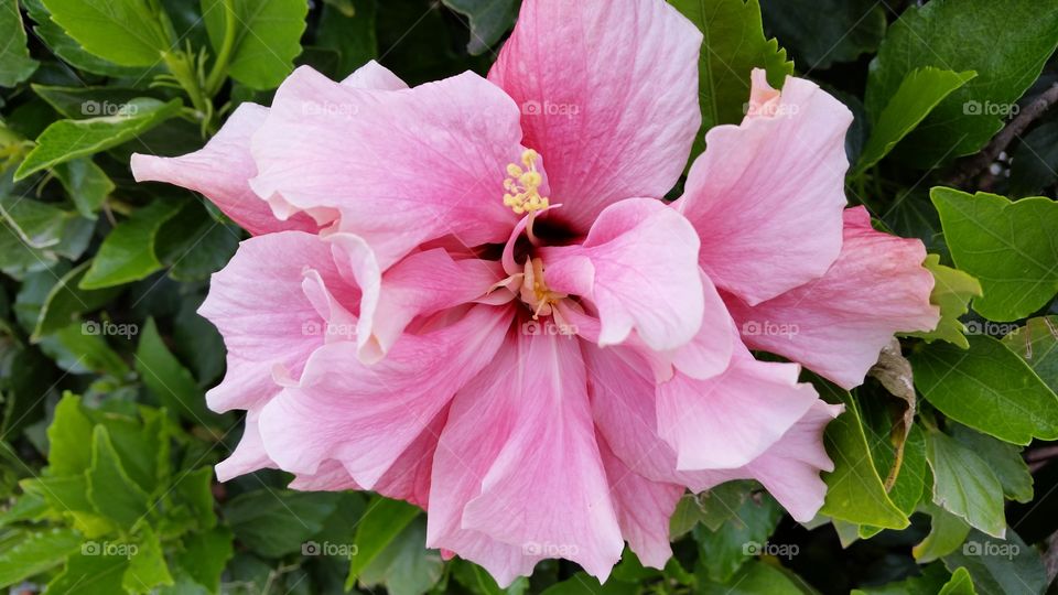 Hibiscus. Pale pink Hibiscus just past prime