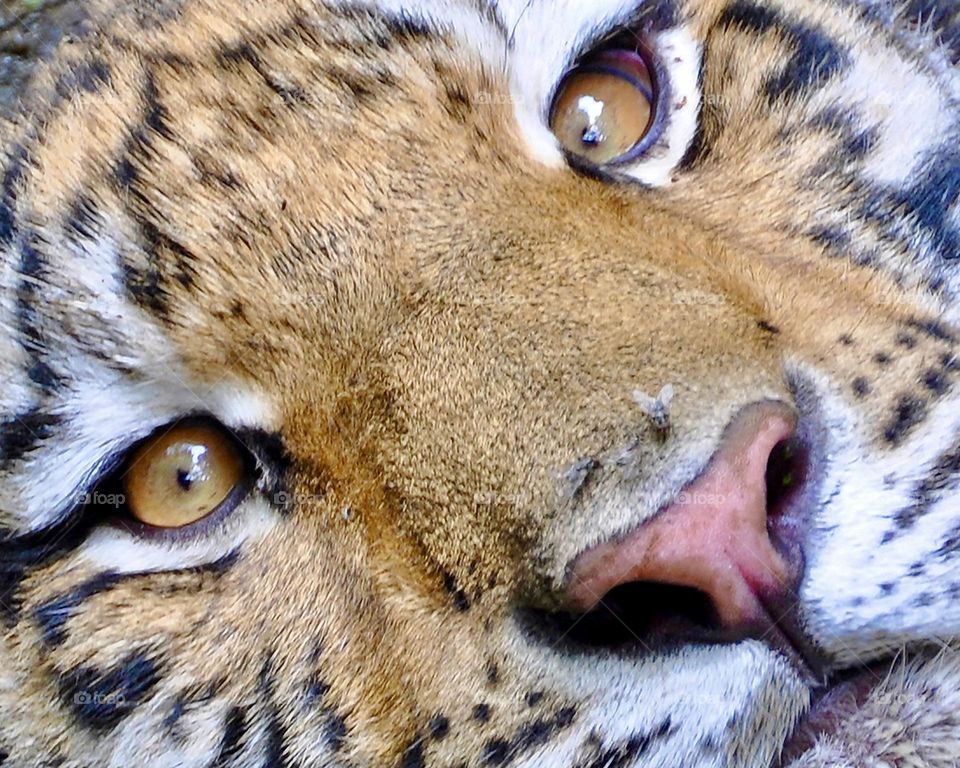 The eyes of the tiger