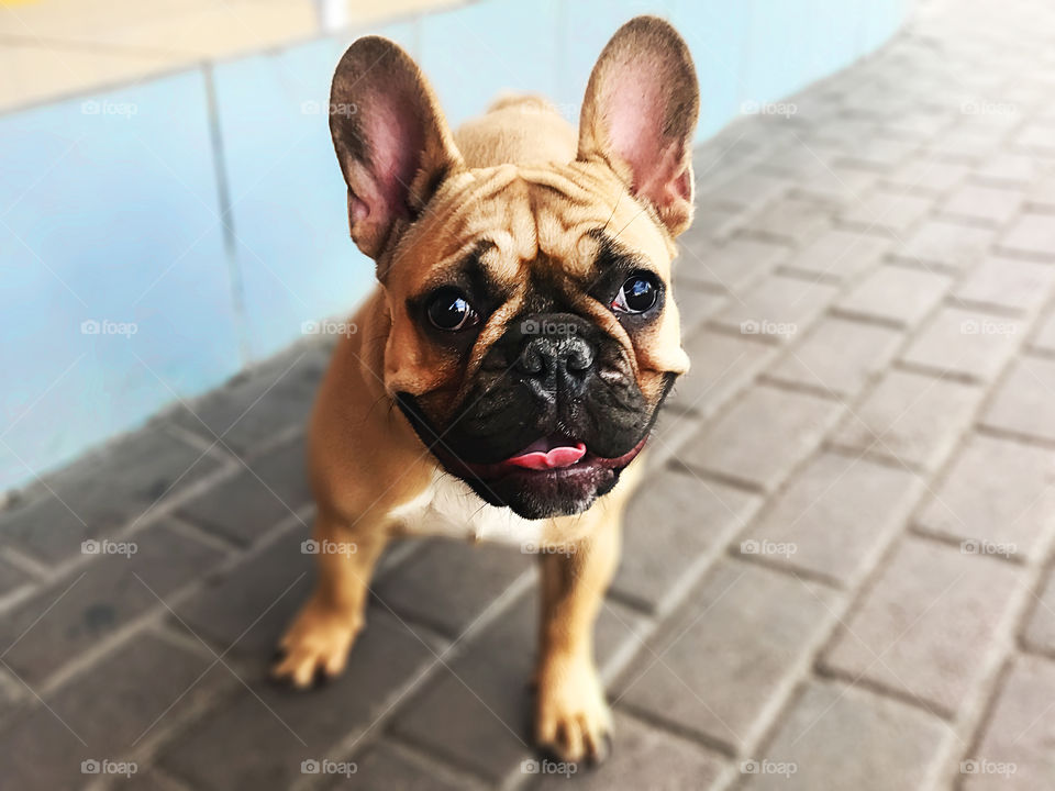 French bulldog 