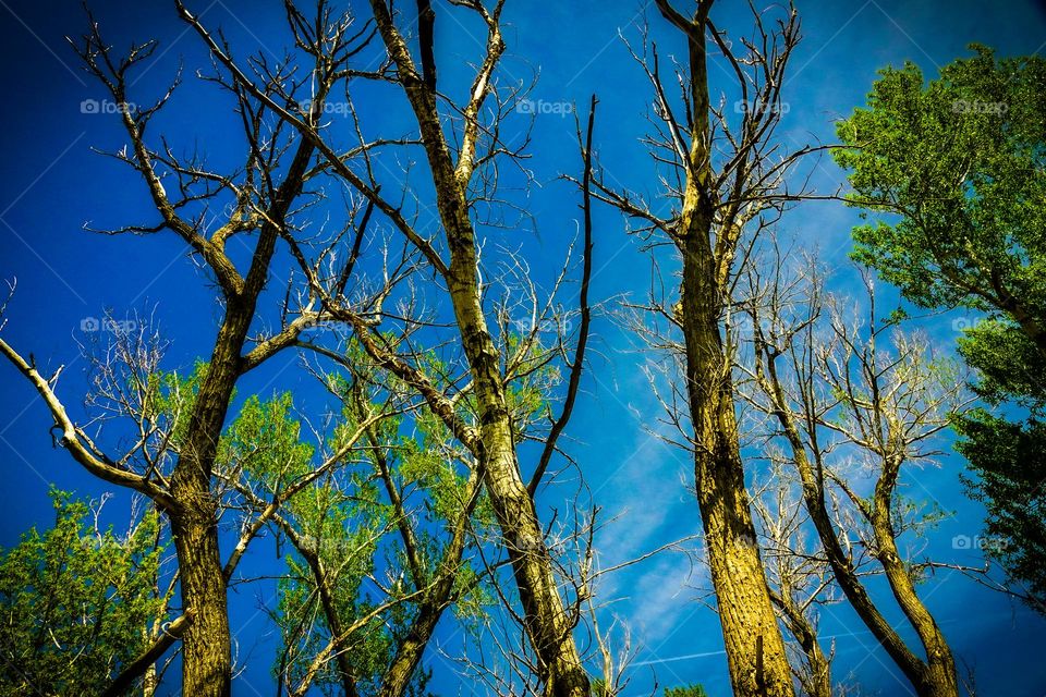 Trees and sky in blue and yellow to show support for the people of Ukraine