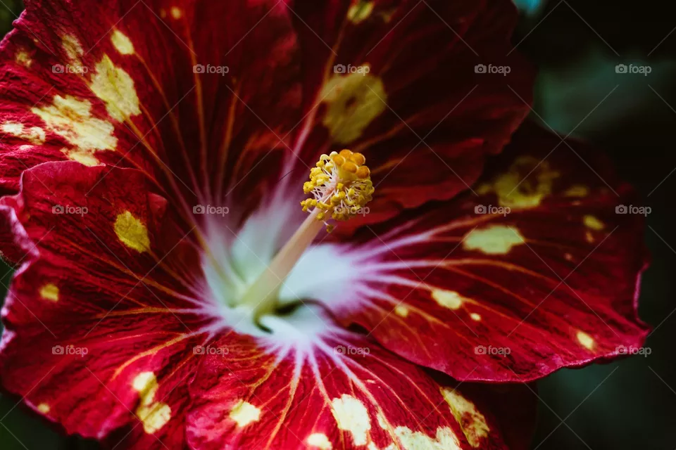 Hibiscus